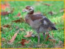 Egyptian Goose Chick