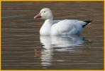 Greater <BR>Snow Goose