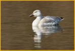 First Year Greater <BR>Snow Goose