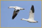 Greater<BR>Snow Geese