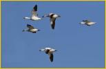 Snow Geese<BR>Greater