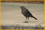First Year <BR>Great-tailed Grackle