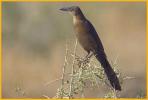 Female Western <BR>Great-tailed Grackle