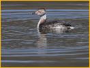 Molting<BR>Horned Grebe