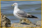 Second Summer <BR>California Gull