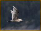 First Summer<BR>Glaucous-winged Gull