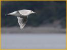 Second Summer<BR>Glaucous-winged Gull