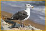 Nonbreeding <BR>Great Black-backed Gull