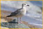 Juvenile <BR>Great Black-backed Gull