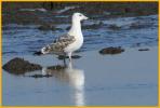 Second Winter <BR>Great Black-backed Gull
