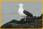 Fourth Winter <BR>Great Black-backed Gull