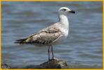 First Summer <BR>Great Black-backed Gull