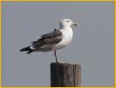 Third winter<BR>Great Black-backed Gull