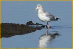 Fourth Winter <BR>American Herring Gull