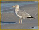 Third Winter American<BR>Herring Gull
