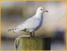 Second Winter <BR>Ivory Gull
