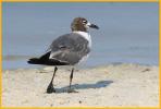 Second Summer <BR>Laughing Gull