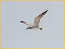 Second Winter<BR>Laughing Gull