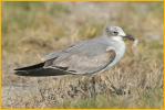 First Winter<BR>Laughing Gull