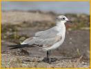 First Summer<BR>Laughing Gull