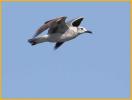 Second Summer<BR>Laughing Gull
