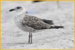First Winter Lesser<BR>Black-backed Gull
