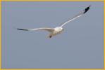 Nonbreeding<BR>Ring-billed Gull