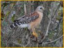 Florida<BR>Red-shouldered Hawk