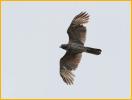 Juvenile Florida<BR>Red-shouldered Hawk