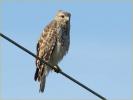 Juvenile Florida<BR>Red-shouldered Hawk