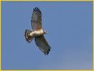 Red-shouldered Hawk<BR>Florida