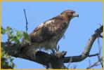 Second Year Eastern <BR>Red-tailed Hawk