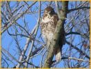 Juvenile Eastern <BR>Red-tailed Hawk