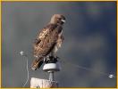 Light Western<BR>Red-tailed Hawk