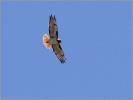 Southwestern<BR>Red-tailed Hawk