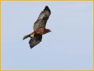 Juvenile Dark<BR>Short-tailed Hawk
