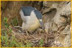 Black-crowned Night-Heron<BR> with Chicks