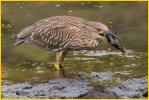 Juvenile<BR>Black-Crowned Night-Heron<BR>With Fish