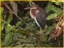 Tricolored Heron Chick
