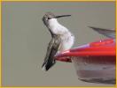 Juvenile<BR>Black-chinned Hummingbird