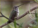 Female<BR>Black-chinned Hummingbird