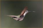 Female<BR>Black-chinned Hummingbird