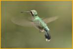 Female <BR>Broad-billed Hummingbird