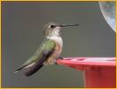 Female<BR>Broad-tailed Hummingbird