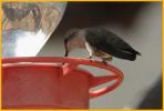 Female <BR>Costa's Hummingbird