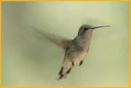 Female <BR>Magnificent Hummingbird