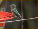 Female<BR>Maginificent Hummingbird