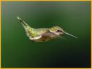 Juvenile <BR>Ruby-throated Hummingbird