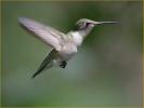 Female<BR>Ruby-throated Hummingbird