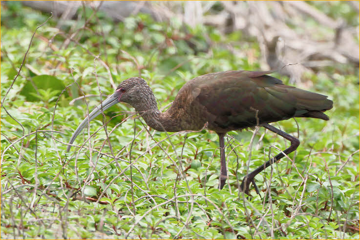 First Winter<BR>White-faced Ibis